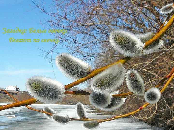 Загадка: Белые овечки Бегают по свечке. 