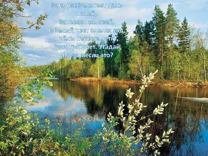 Загадка: Зеленеет даль полей, Запевает соловей, В белый цвет оделся сад, Пчёлы первые летят,