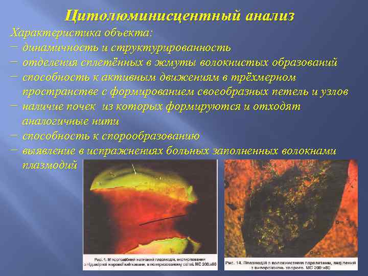 Цитолюминисцентный анализ Характеристика объекта: − динамичность и структурированность − отделения сплетённых в жмуты волокнистых