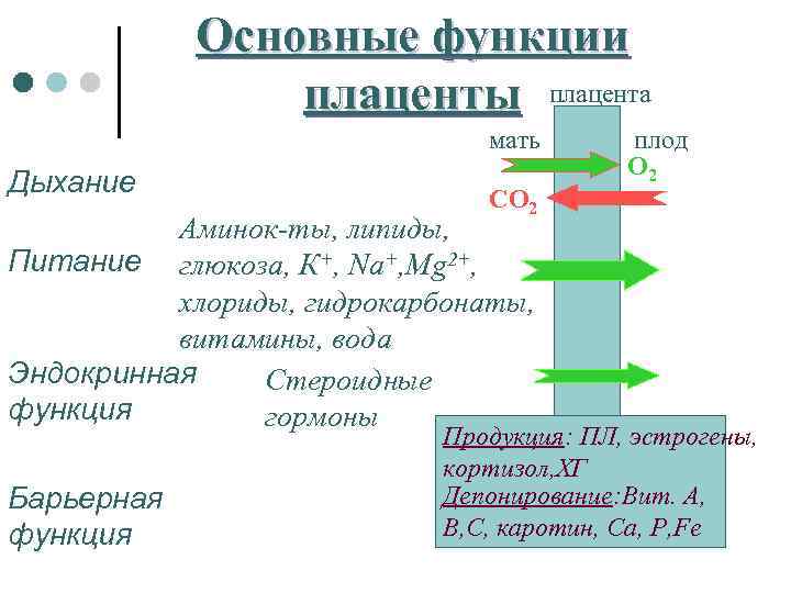 Периоды внутриутробного развития фото