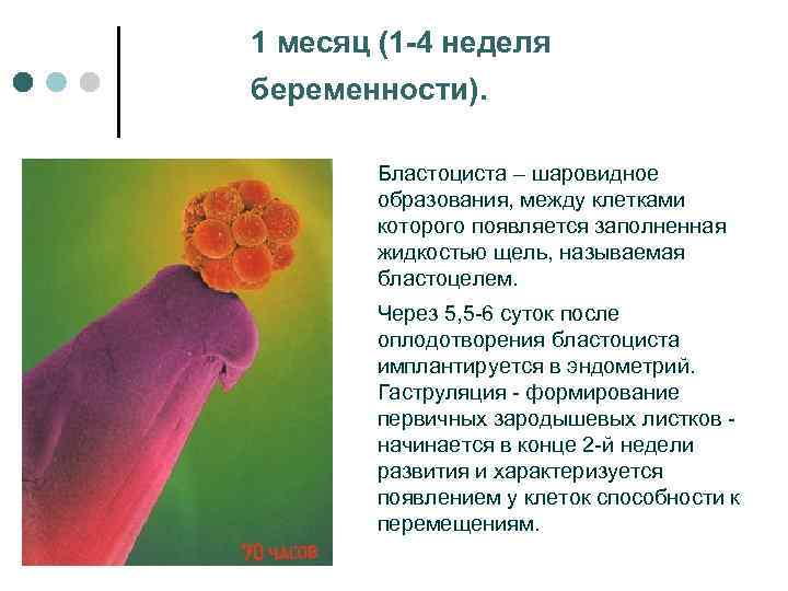 1 месяц (1 -4 неделя беременности). Бластоциста – шаровидное образования, между клетками которого появляется