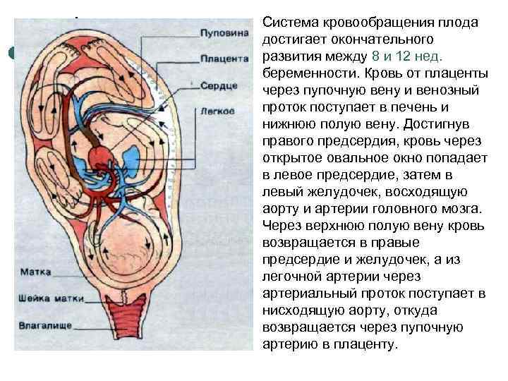 Схема патогенеза внутриутробной инфекции у плода