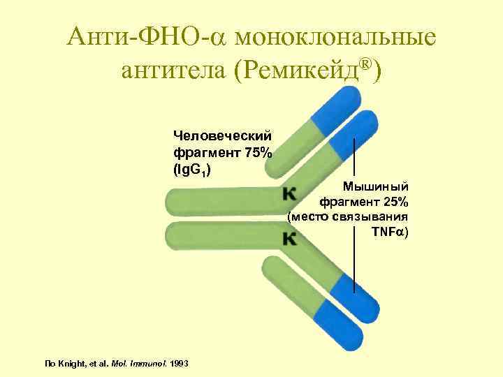 Анти-ФНО- моноклональные антитела (Ремикейд®) Человеческий фрагмент 75% (Ig. G 1) Мышиный фрагмент 25% (место