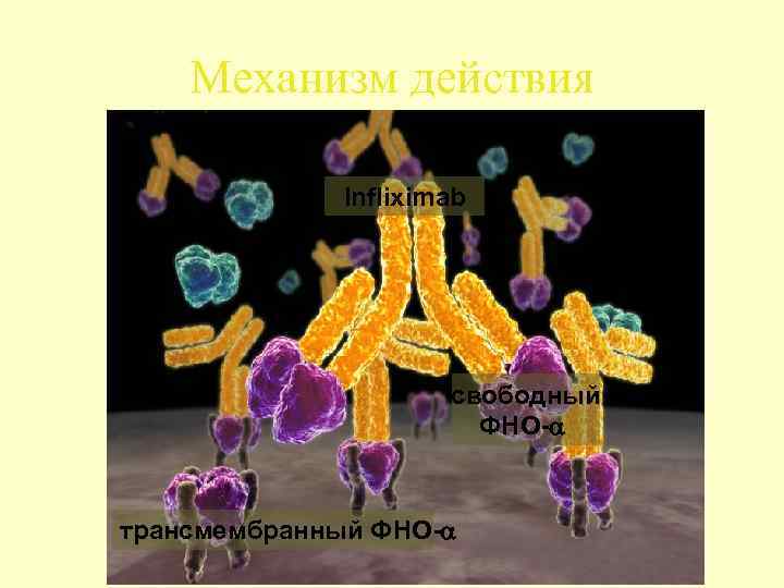 Механизм действия Infliximab свободный ФНО- трансмембранный ФНО- 