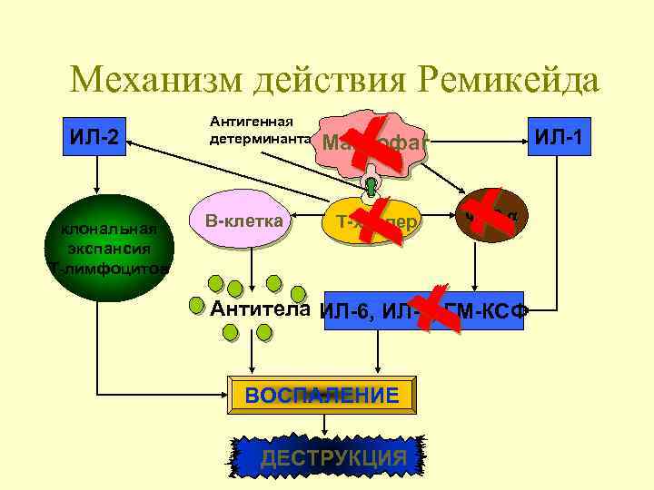 Механизм действия Ремикейда ИЛ-2 клональная экспансия Т-лимфоцитов Антигенная детерминанта В-клетка ИЛ-1 Макрофаг Т-хелпер ФНО-