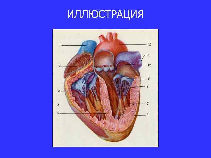 ИЛЛЮСТРАЦИЯ 