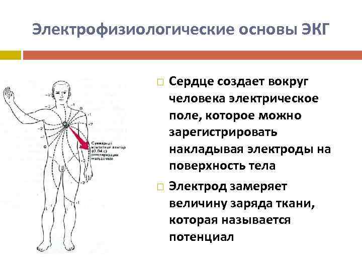 Электрофизиологические основы ЭКГ Сердце создает вокруг человека электрическое поле, которое можно зарегистрировать накладывая электроды