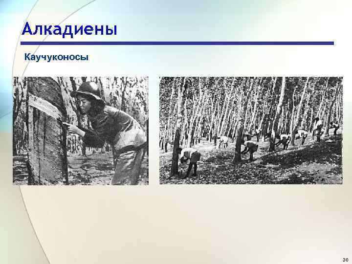 Алкадиены Каучуконосы 30 