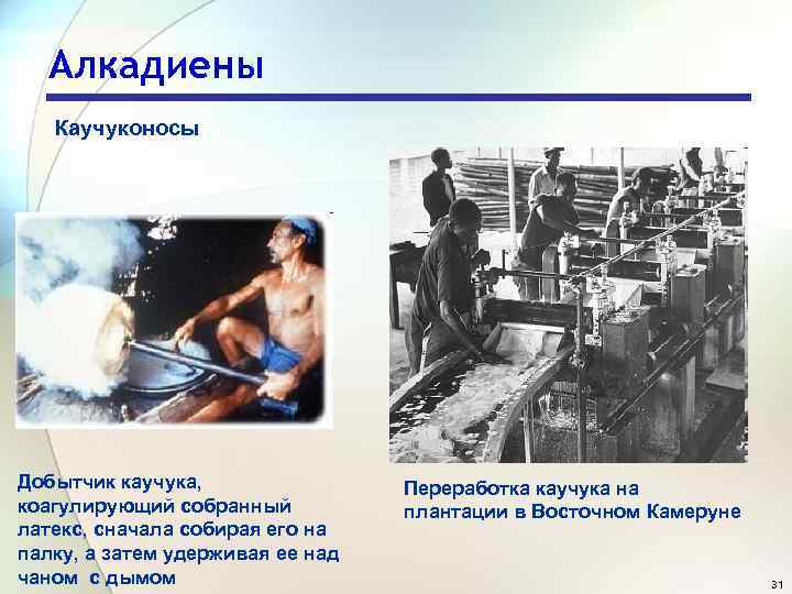 Алкадиены Каучуконосы Добытчик каучука, коагулирующий собранный латекс, сначала собирая его на палку, а затем