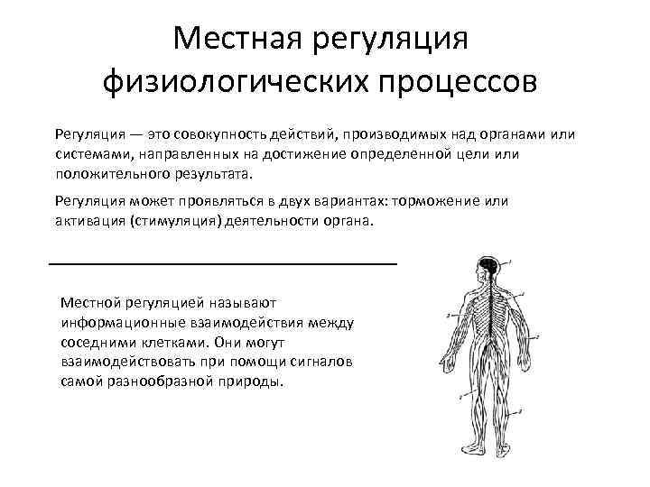 Органы нервной регуляции