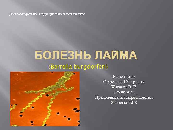 Дивногорский медицинский техникум БОЛЕЗНЬ ЛАЙМА (Borrelia burgdorferi) Выполнила: Студентка 101 группы Хохлова В. В