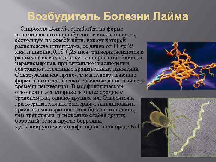 Возбудитель Болезни Лайма Спирохета Borrelia burgdorferi по форме напоминает штопорообразно извитую спираль, состоящую из