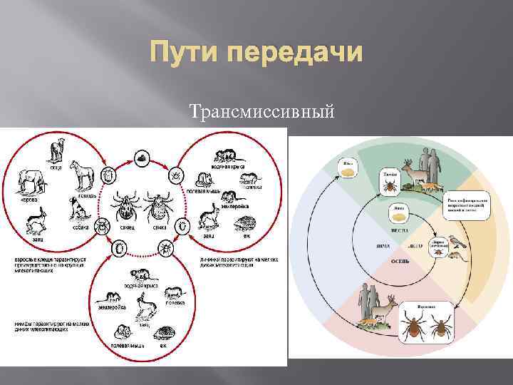 Пути передачи Трансмиссивный 