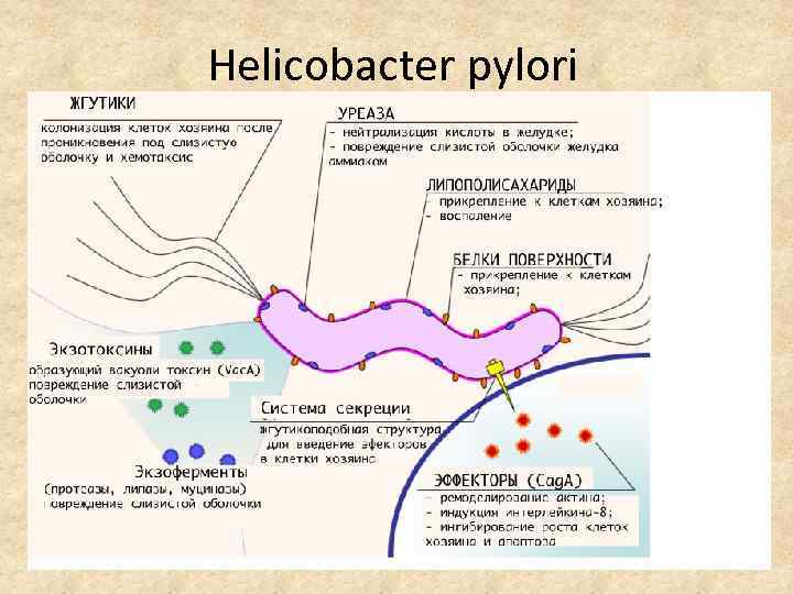 Helicobacter pylori 