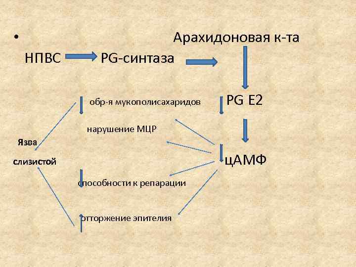  • Арахидоновая к-та НПВС PG-синтаза обр-я мукополисахаридов PG E 2 нарушение МЦР Язва