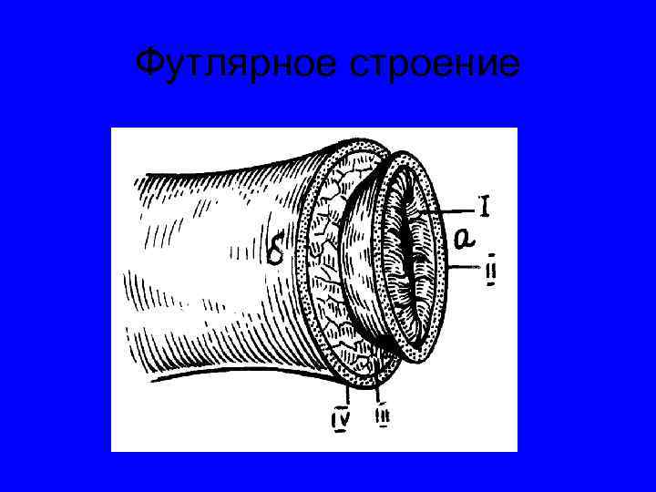 Футлярное строение 