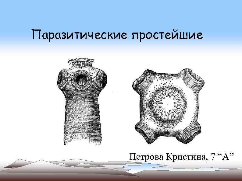 Паразитические простейшие Петрова Кристина, 7 “А” 