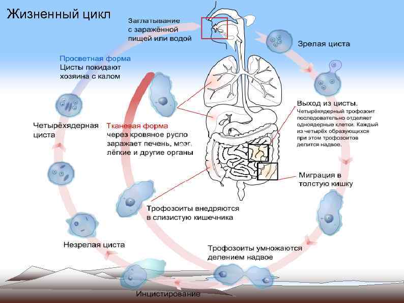 Жизненный цикл 