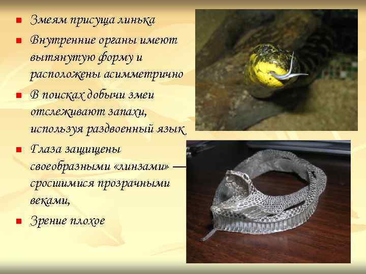 n n n Змеям присуща линька Внутренние органы имеют вытянутую форму и расположены асимметрично