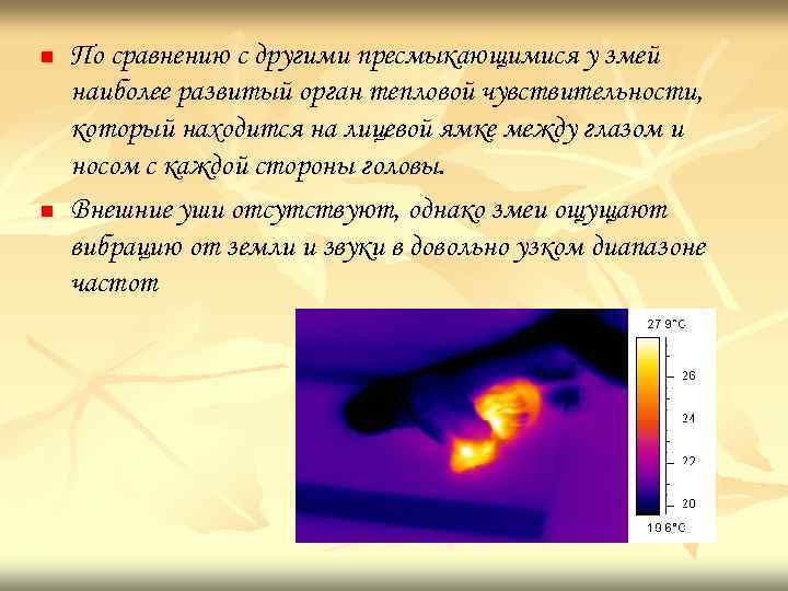 n n По сравнению с другими пресмыкающимися у змей наиболее развитый орган тепловой чувствительности,
