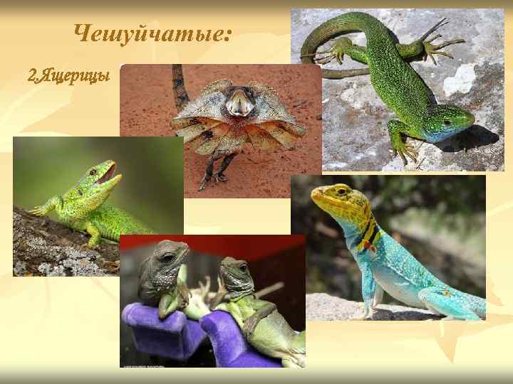 Чешуйчатые: 2. Ящерицы 