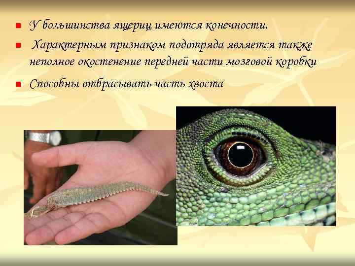 n У большинства ящериц имеются конечности. Характерным признаком подотряда является также неполное окостенение передней