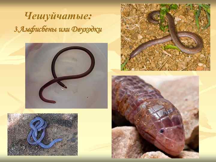 Чешуйчатые: 3. Амфисбены или Двуходки 