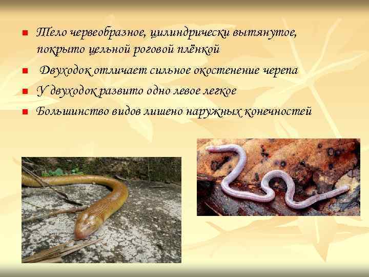 n n Тело червеобразное, цилиндрически вытянутое, покрыто цельной роговой плёнкой Двуходок отличает сильное окостенение