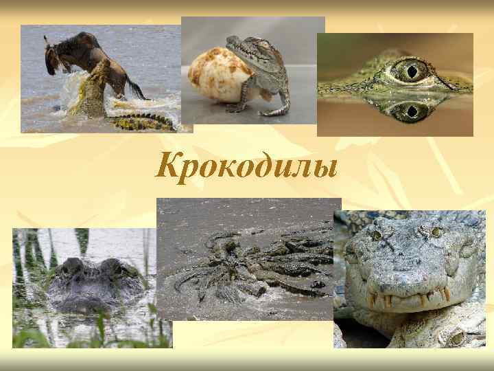 Крокодилы 