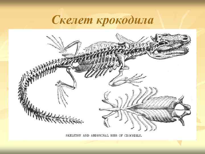 Скелет крокодила рисунок