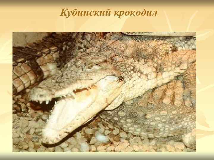 Кубинский крокодил 