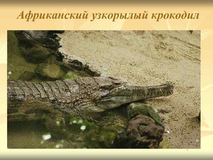 Африканский узкорылый крокодил 