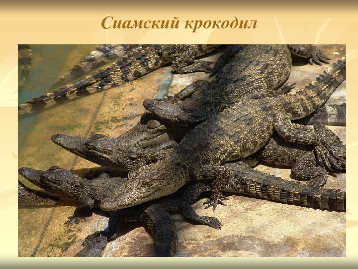 Сиамский крокодил 