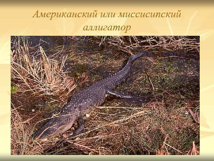 Американский или миссисипский аллигатор 