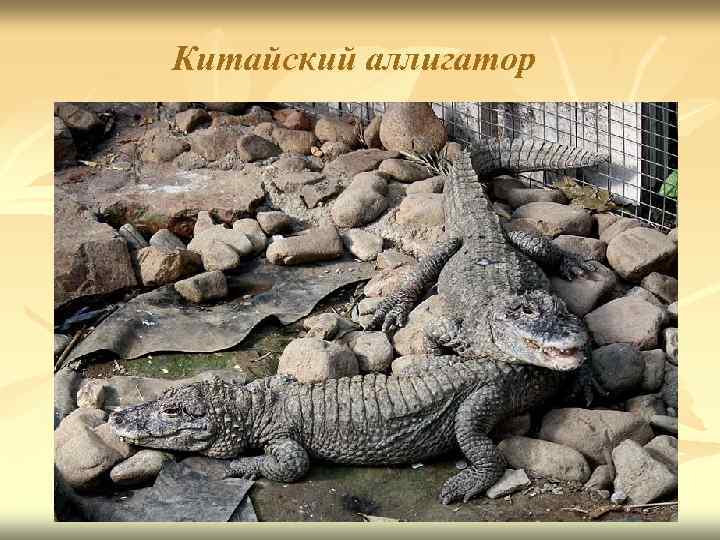 Китайский аллигатор 