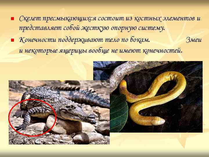 n n Скелет пресмыкающихся состоит из костных элементов и представляет собой жесткую опорную систему.