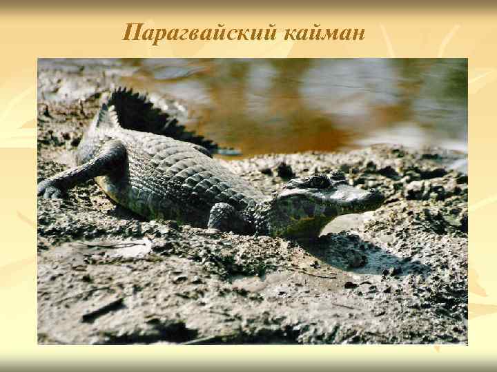 Парагвайский кайман 