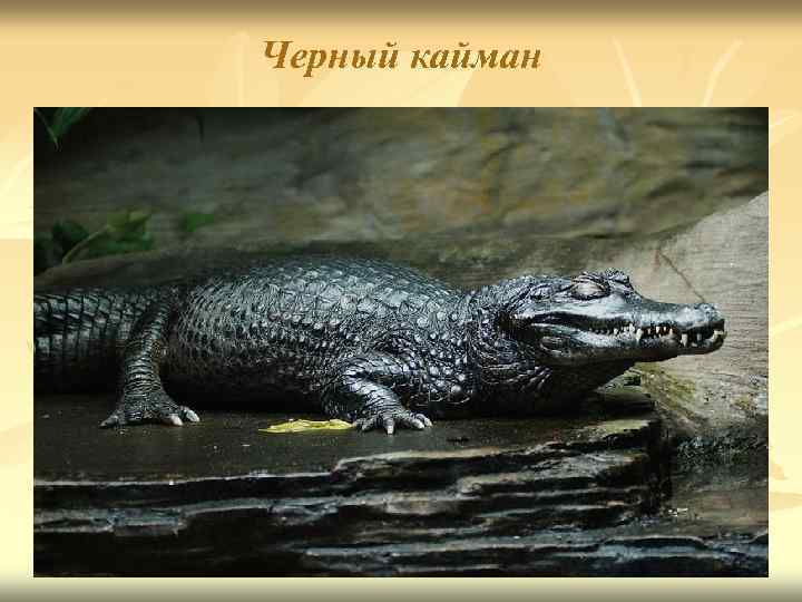Черный кайман 