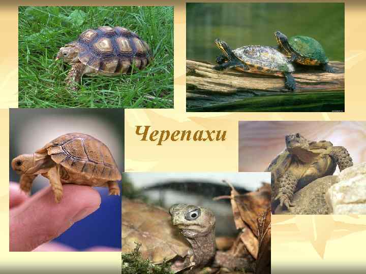 Черепахи 