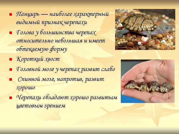 n n n Панцирь — наиболее характерный видимый признак черепахи Голова у большинства черепах