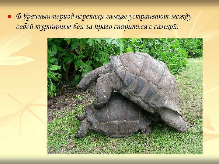 n В брачный период черепахи-самцы устраивают между собой турнирные бои за право спариться с