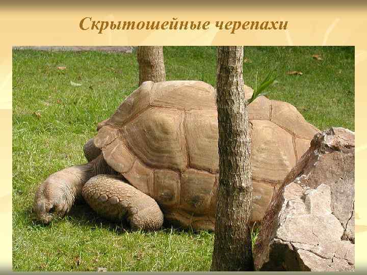 Скрытошейные черепахи 