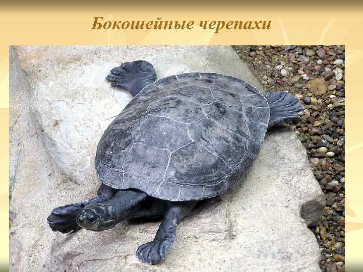 Бокошейные черепахи 