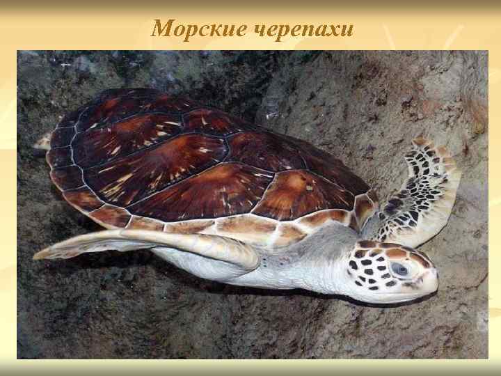 Морские черепахи 