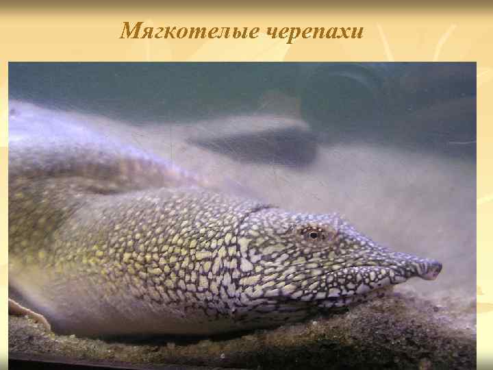 Мягкотелые черепахи 