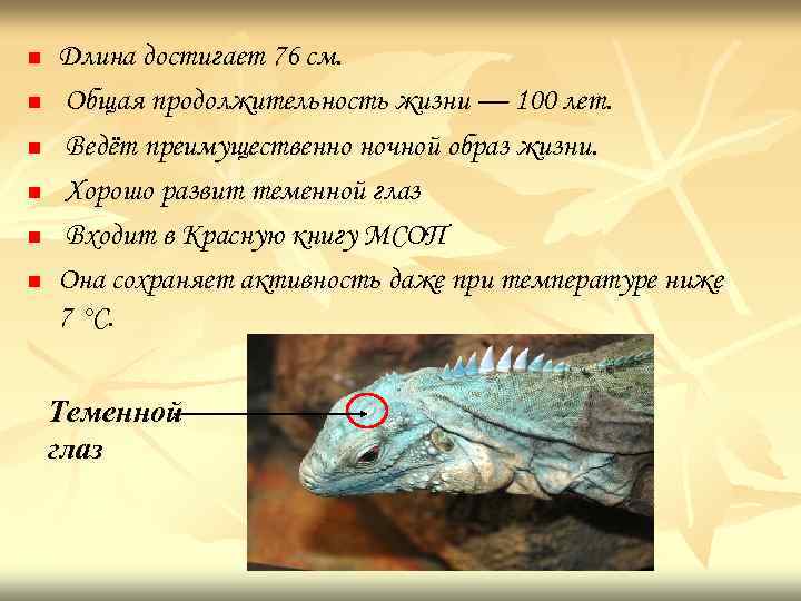 n n n Длина достигает 76 см. Общая продолжительность жизни — 100 лет. Ведёт