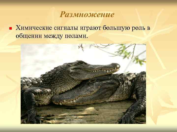 Размножение n Химические сигналы играют большую роль в общении между полами. 