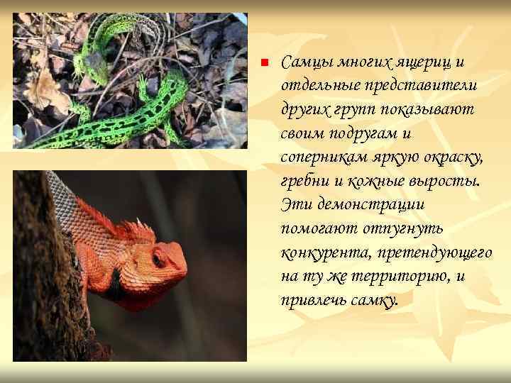 n Самцы многих ящериц и отдельные представители других групп показывают своим подругам и соперникам