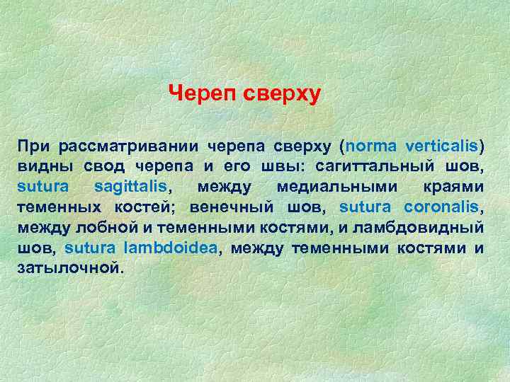 Череп сверху При рассматривании черепа сверху (norma verticalis) видны свод черепа и его швы: