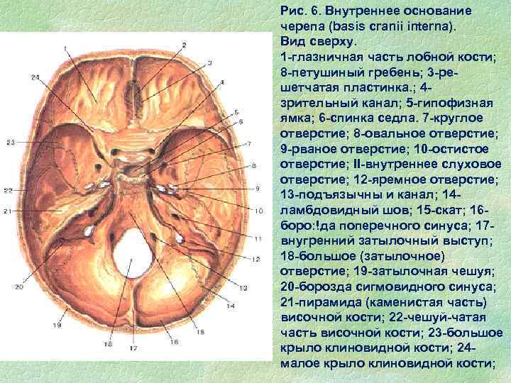 Внутреннее основание. Топография черепа внутреннее основание черепа. Внутренне основание черепа топографическая анатомия. Яремное отверстие черепа вид сбоку. Внутреннее основание черепа (basis cranii interna).